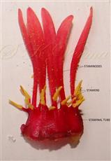  Androecium